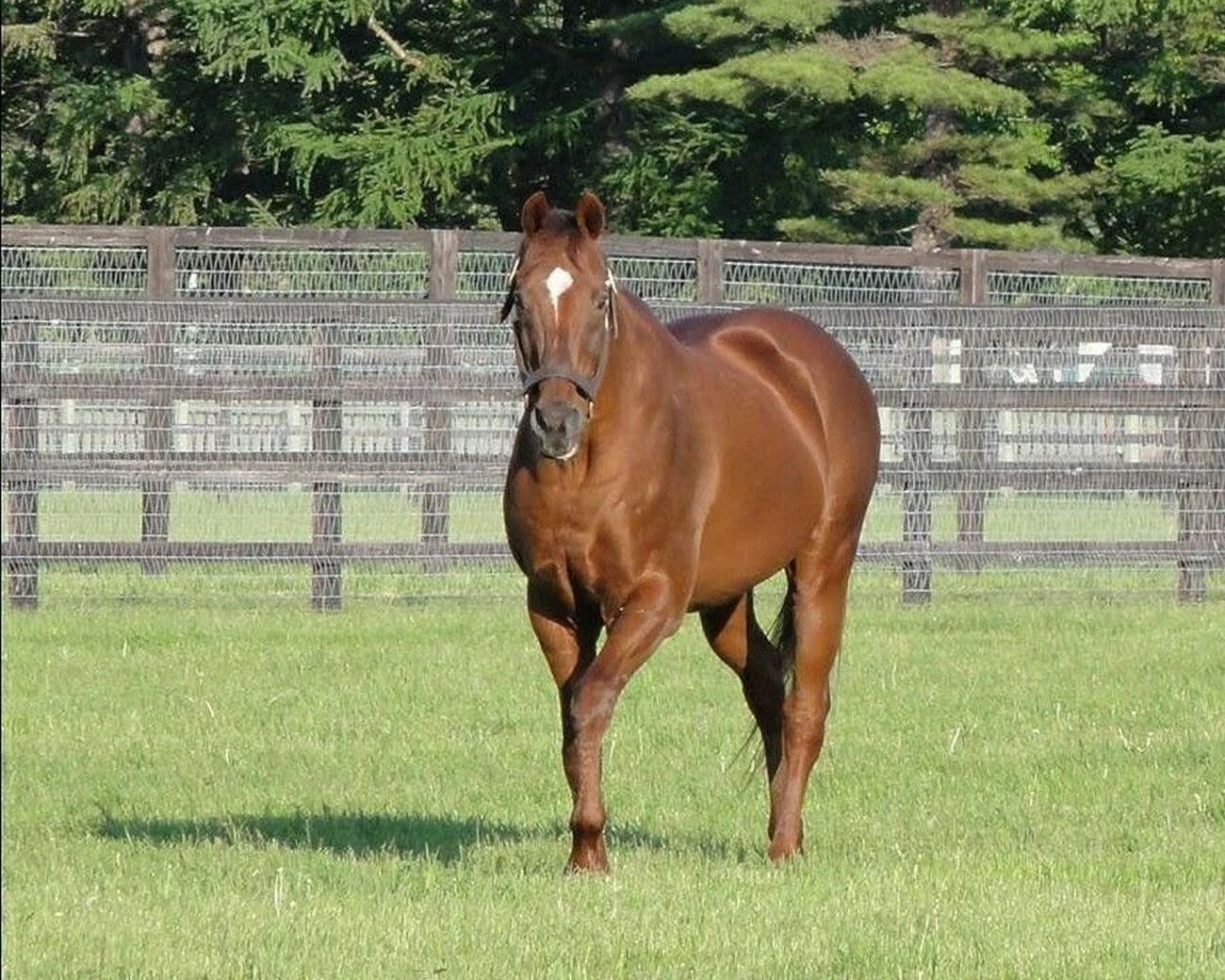 Forty Niner Magnet Horse Racing Picture Play Time