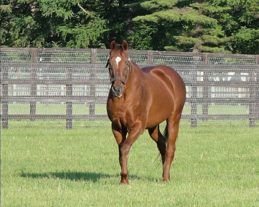 Forty Niner Magnet Horse Racing Picture Play Time