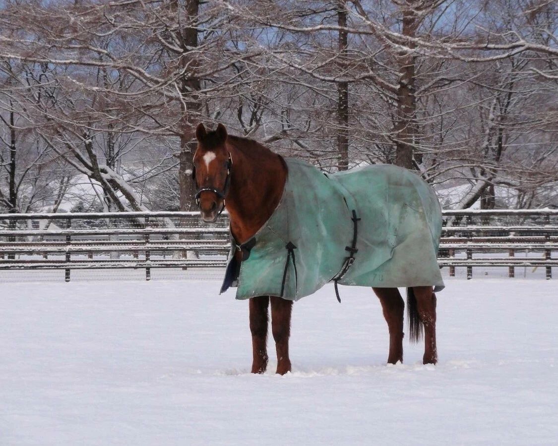 Forty Niner Photo Horse Racing Picture Snow 300 Piece Jigsaw Puzzle