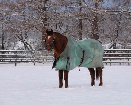 Forty Niner Photo Horse Racing Picture Snow