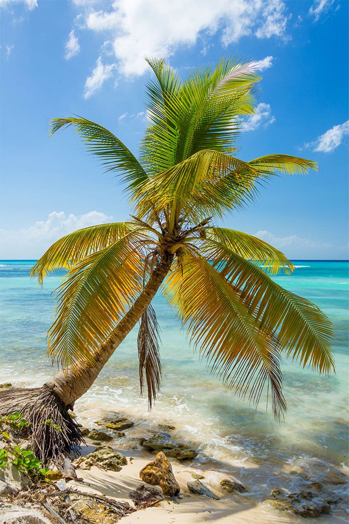 Fantasy Island Beach Palm Trees Sunny Seascape Room Decor Jigsaw Puzzle