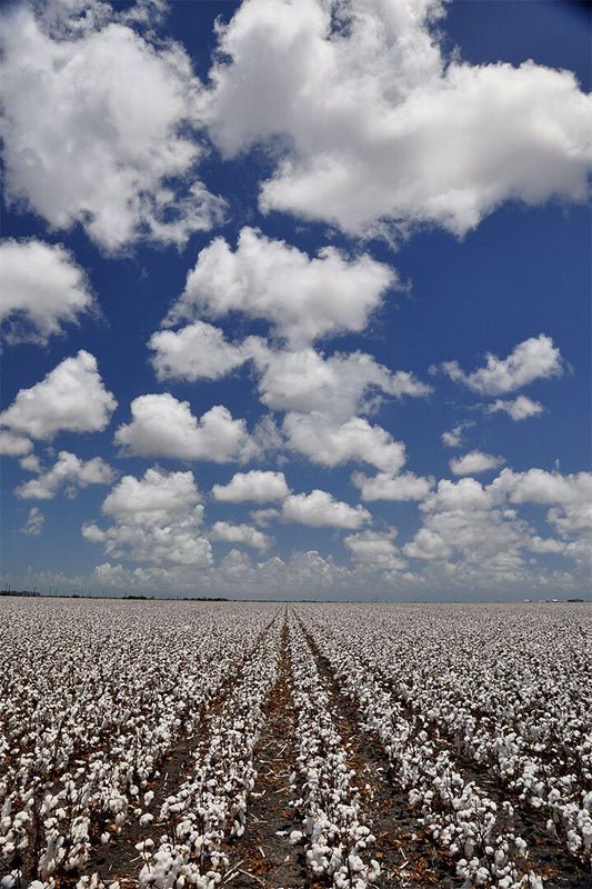 Field Of Cotton Tropical Plants Painting Print Wall Home Decor Jigsaw Puzzle