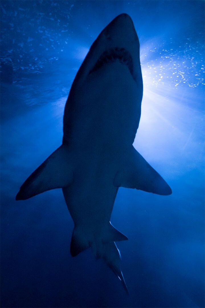 Fish And Marine Blue Shark Animals Painting Jigsaw Puzzle