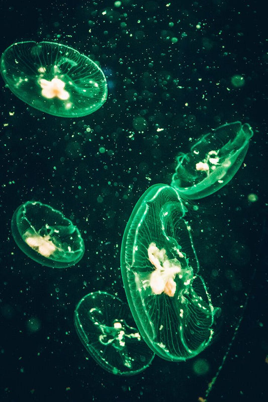 Five Green Transparent Jellyfishes Art Wall Decor Jigsaw Puzzle