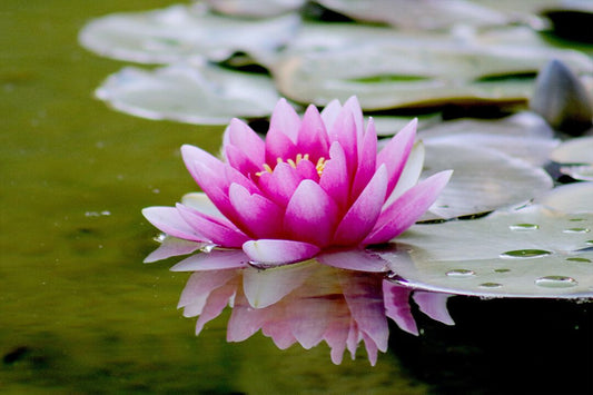 Floating Blossom Pink Lotus Flower In Water Jigsaw Puzzle