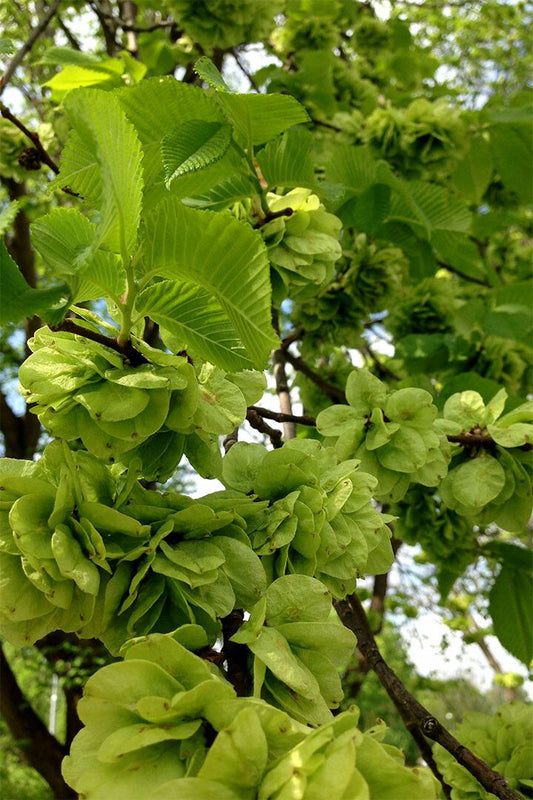 Flowers And Buds Of Wych Elm Green Leaves Jigsaw Puzzle