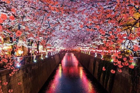 Flowers Meguro River Matsuno Japan Photo Picture Poster Print River Asia
