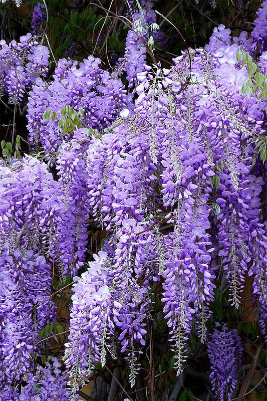 Flowers Wisteria Nature Purple Plant Vintage Jigsaw Puzzle