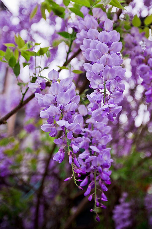 Flowers Wisteria Purple Plant Nature Vintage Jigsaw Puzzle