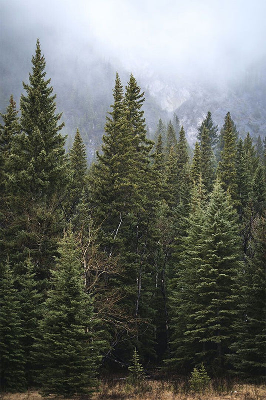 Forest Of Pine Trees Nature Landscape Painting Wall Home Decor Jigsaw Puzzle