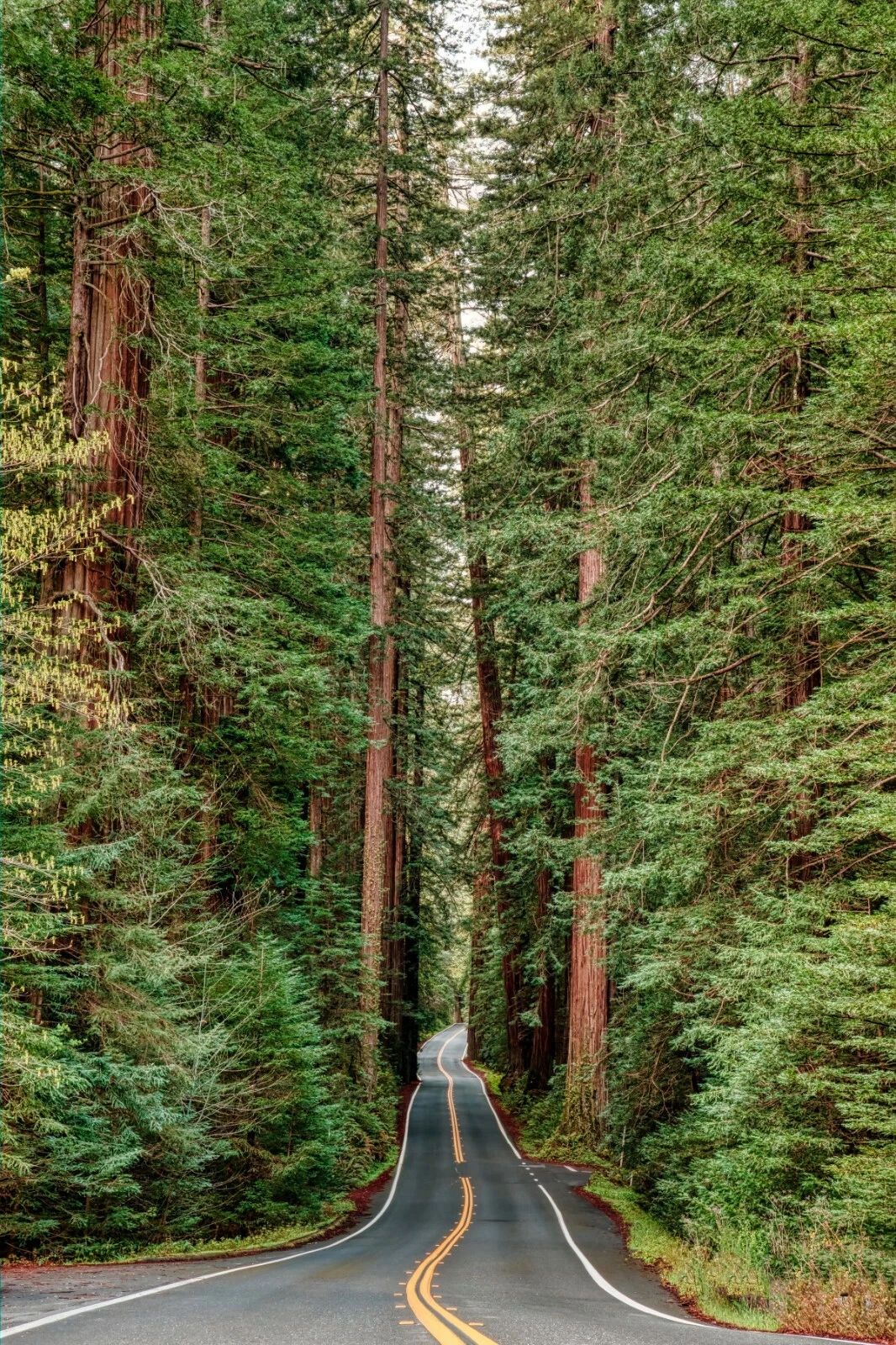 Forrest Road In Avenue Of The Giants Scotia California Poster Picture Photo