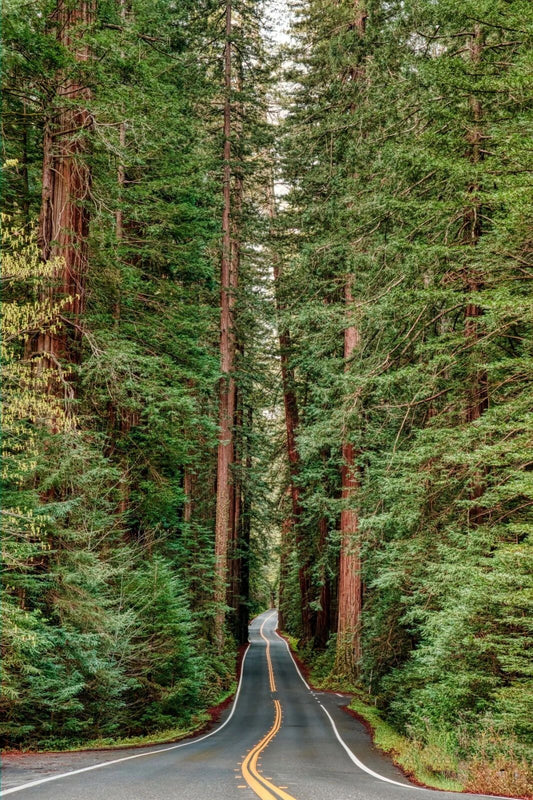 Forrest Road In Avenue Of The Giants Scotia California Poster Picture Photo