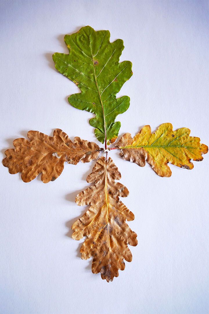 Four Grain Oak Tree Leaves Changing Color Jigsaw Puzzle
