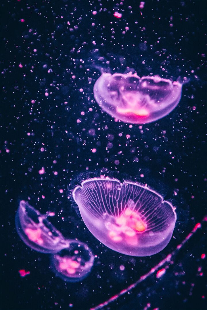 Four Transparent Floating Jellyfishes Art Wall Decor Jigsaw Puzzle