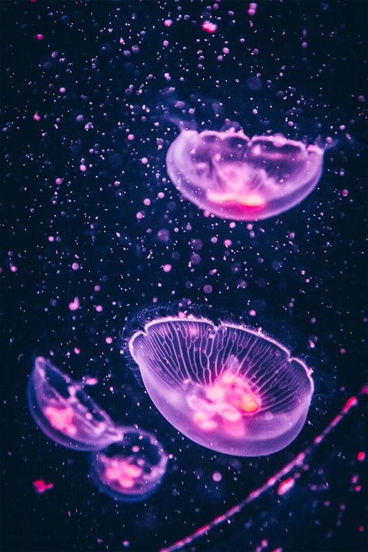 Four Transparent Floating Jellyfishes Art Wall Decor Jigsaw Puzzle