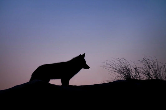 Fox Silhouette At Sunset Magnet Magnet Print Wildlife Nature Dessert Landscape