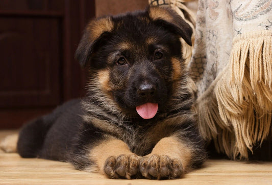 German Shepherd Puppy Dog Poster Photo Picture Banner Print Alsatian