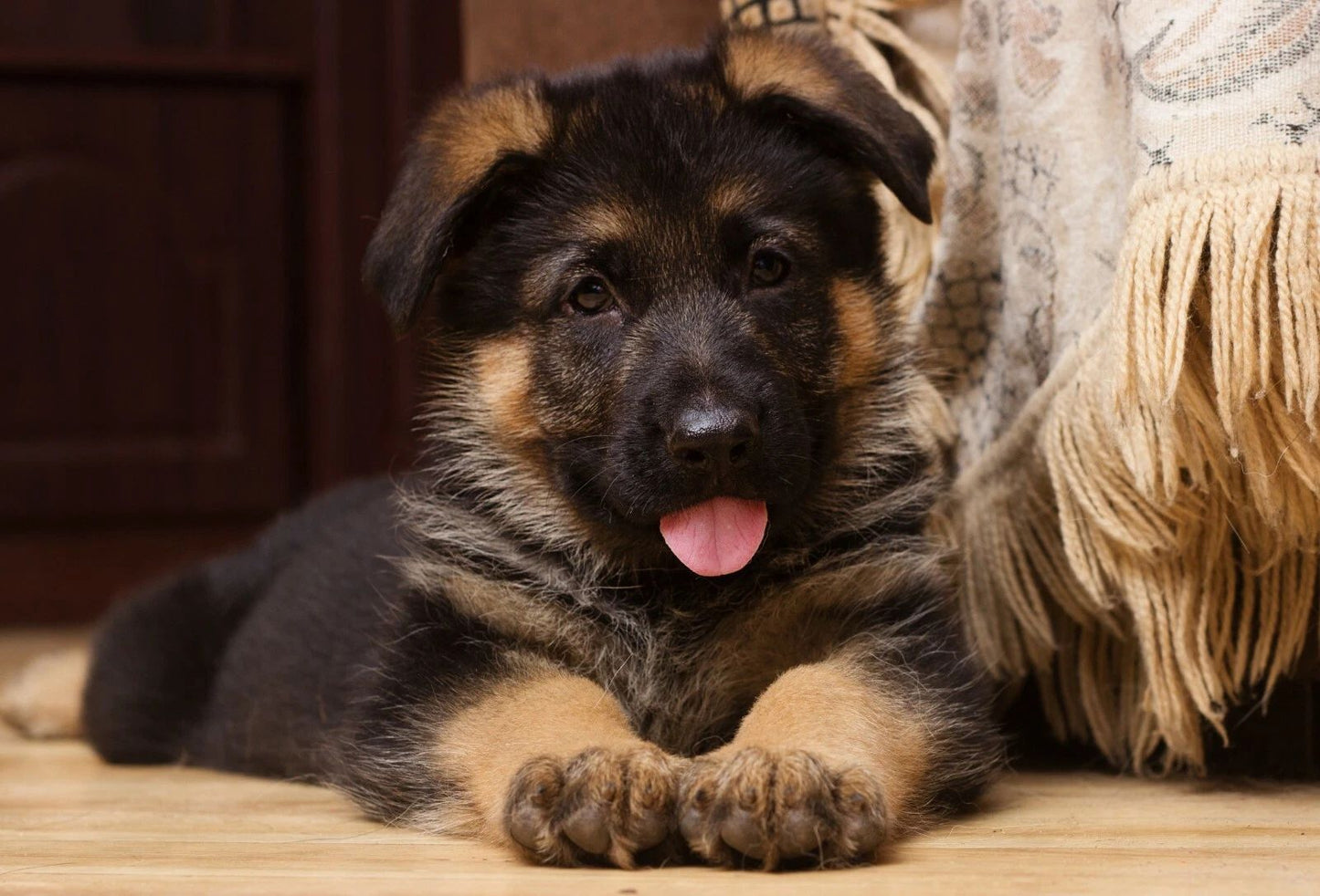 German Shepherd Puppy Dog Magnet Magnet Picture Banner Print Alsatian