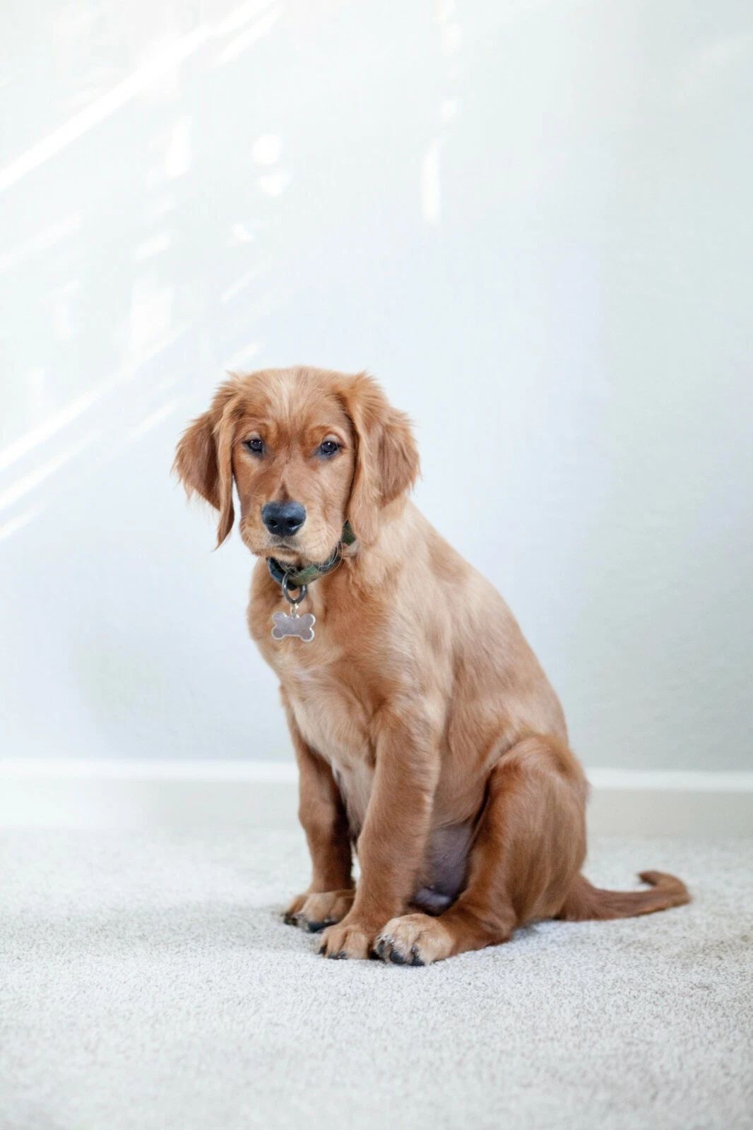 Golden Retriever Poster Picture Print Cute Dog Puppy Animal Pet Lover Adorable