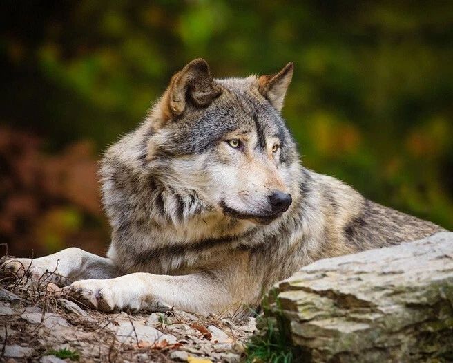 Gray Wolf Glossy Photo Print Canada Poster Nature Wildlife 1