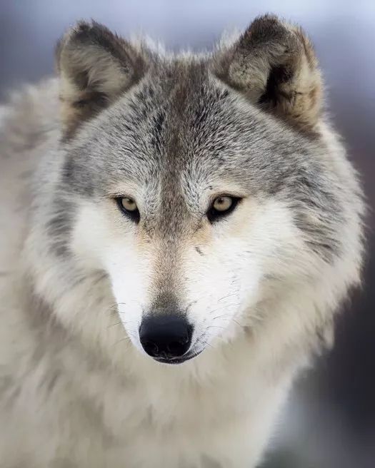 Gray Wolf Glossy Keychain Print Canada Keychain Nature Wildlife 2