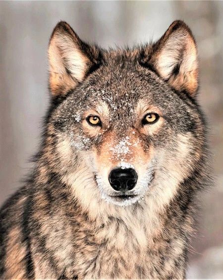 Gray Wolf Glossy Keychain Print Canada Keychain Nature Wildlife