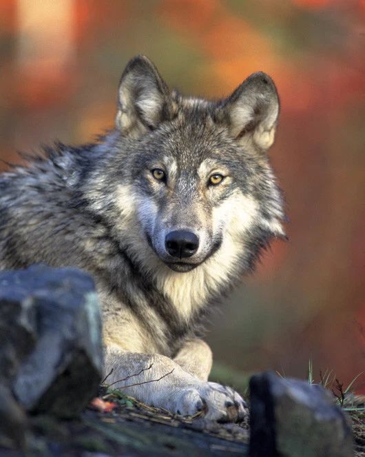 Grey Wolf Glossy Photo Print Canada Poster Nature Wildlife 2