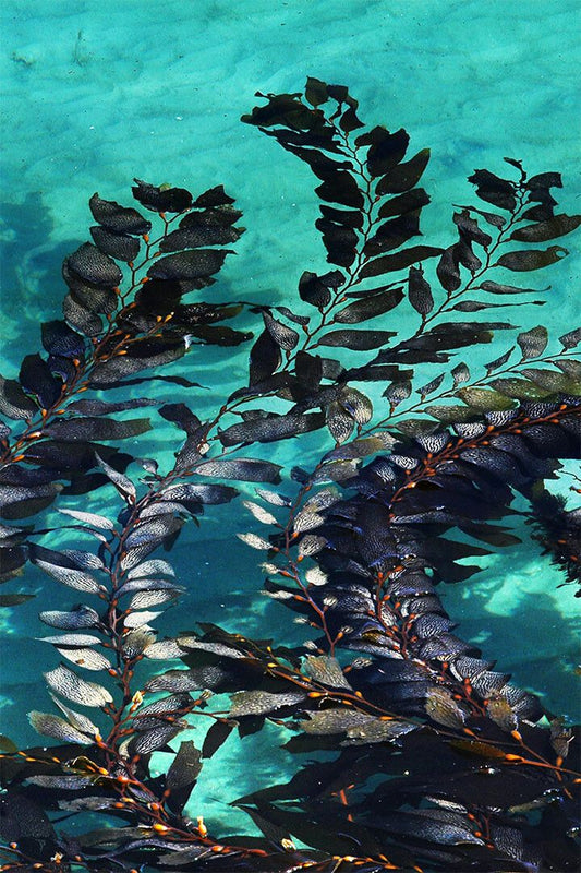 Giant Algae Growing In A Sheltered Bay In The Water Jigsaw Puzzle