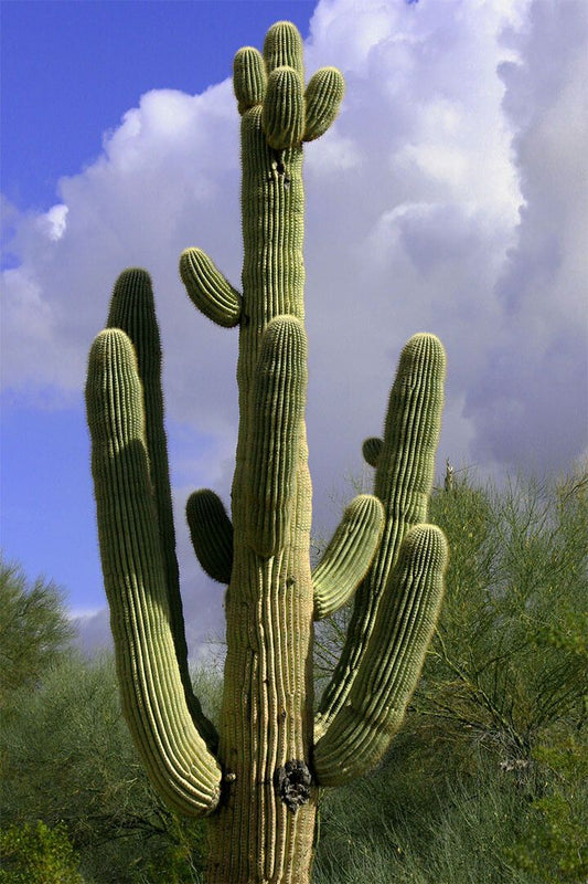 Giant Saguaro Cactus Picture Thorny Plants Jigsaw Puzzle
