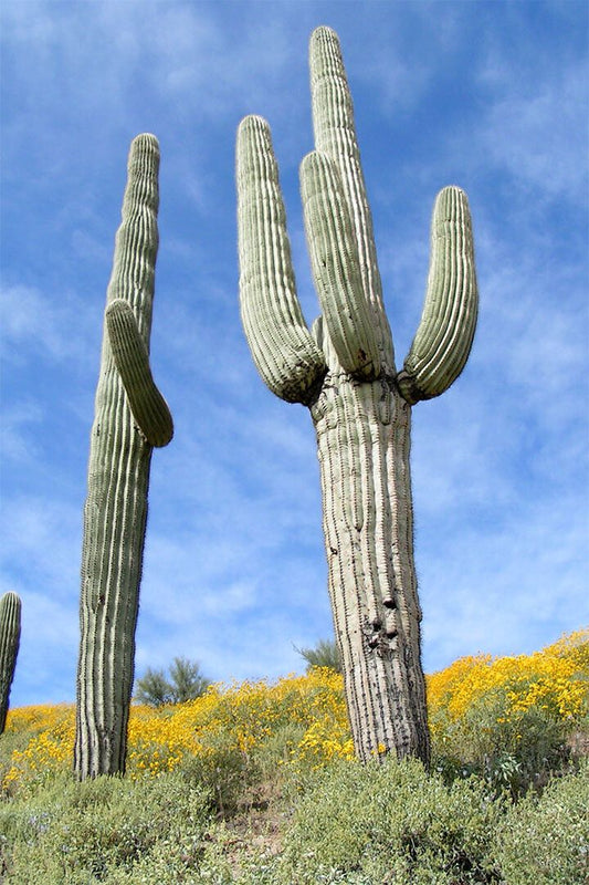 Giant Saguaro Cactus Thorny Plants Picture Jigsaw Puzzle