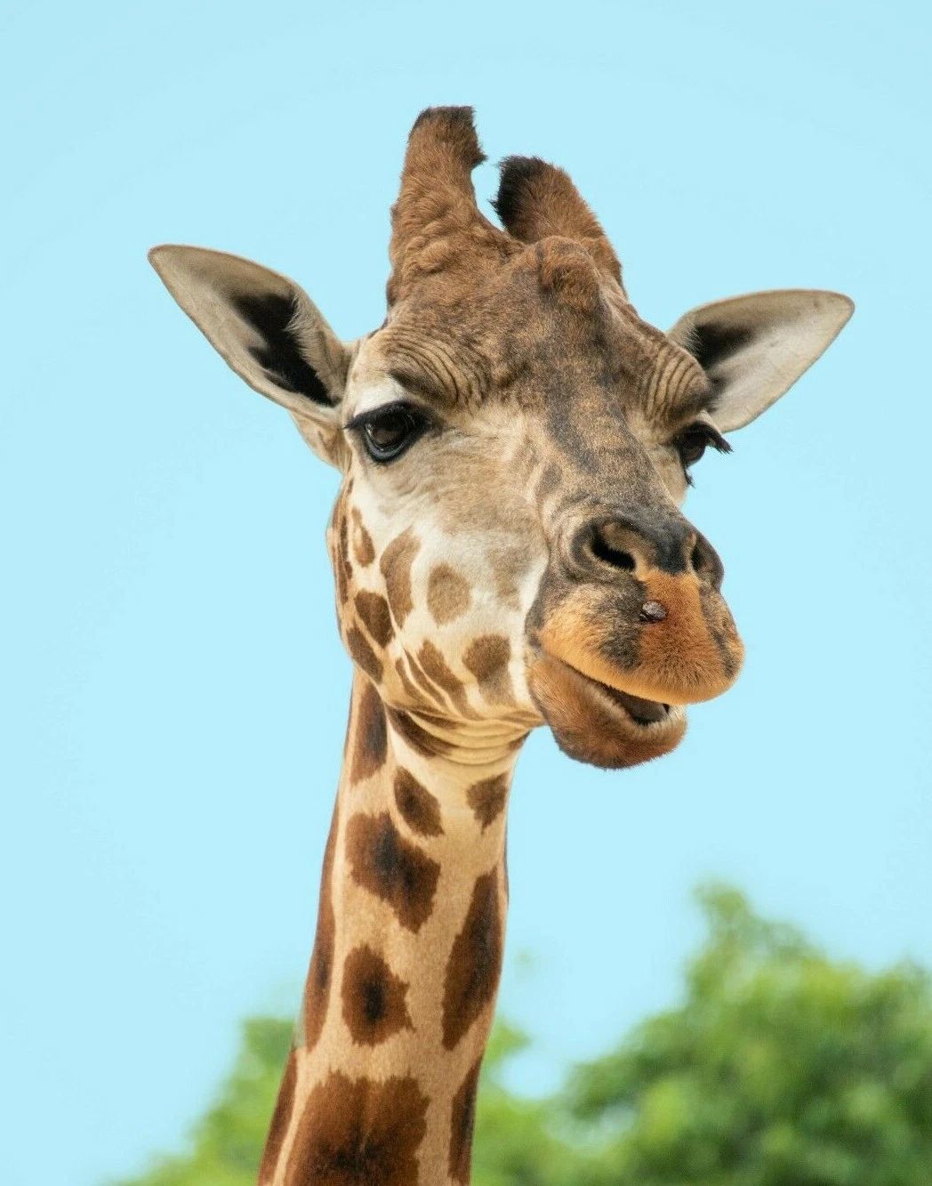 Giraffe Wild African Safari Animal Banner Poster Picture Photo Print