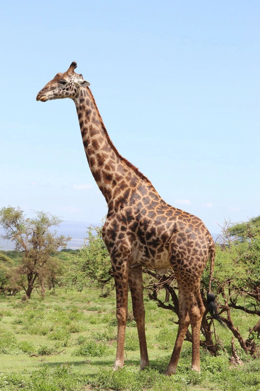 Giraffe Wild African Serengueti Safari Animal Magnet Picture Magnet Print