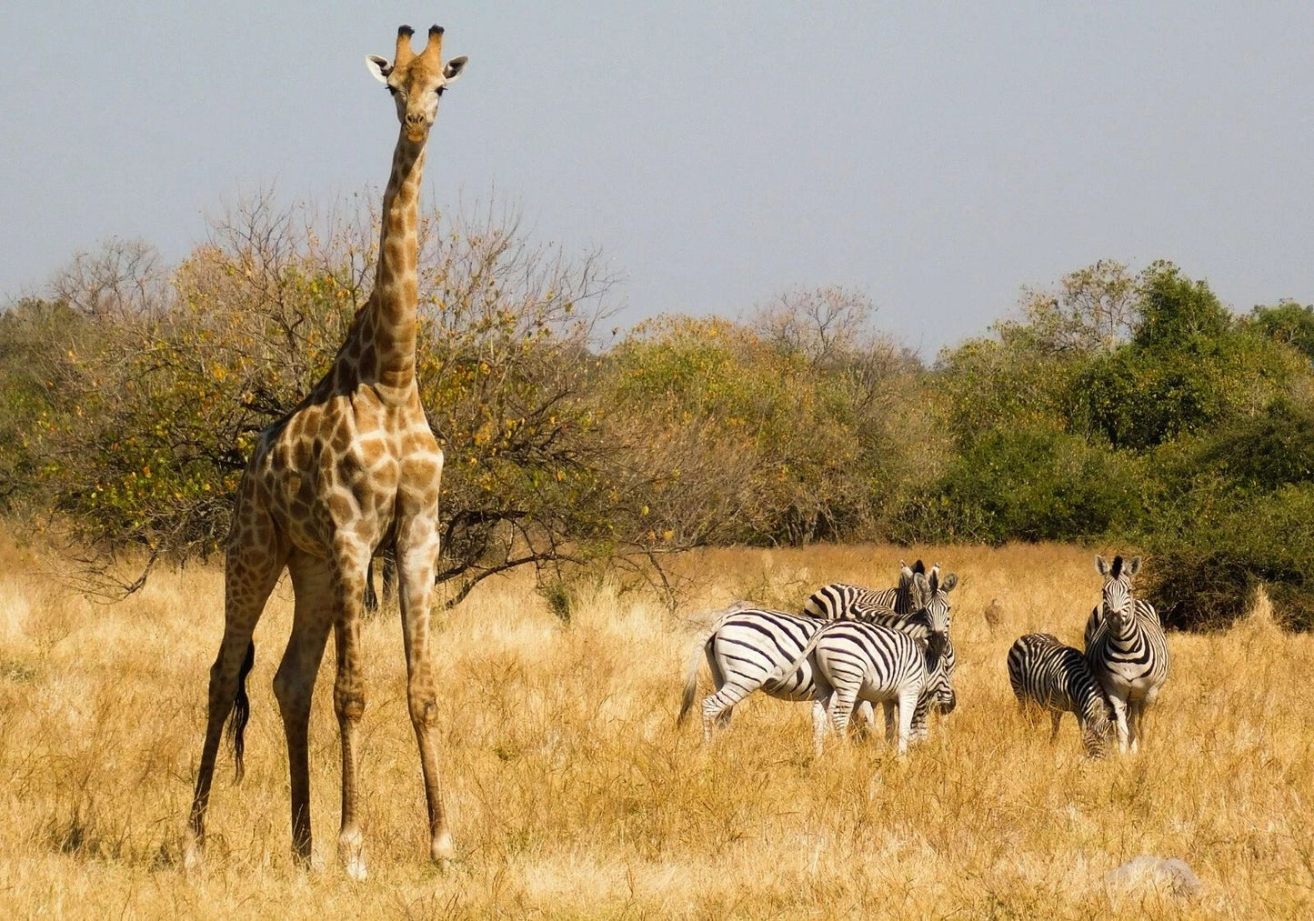 Giraffes & Zebras Namib Desert Namibia Africa Nature Picture Keychain Print