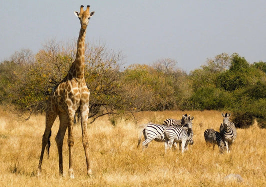 Giraffes & Zebras Namib Desert Namibia Africa Nature Picture Photo Print