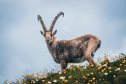 Goat In Floral Grassy Field Art Wall Decor Jigsaw Puzzle