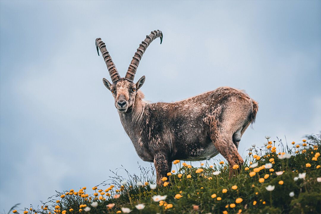 Goat In Floral Grassy Field Art Wall Decor Magnet