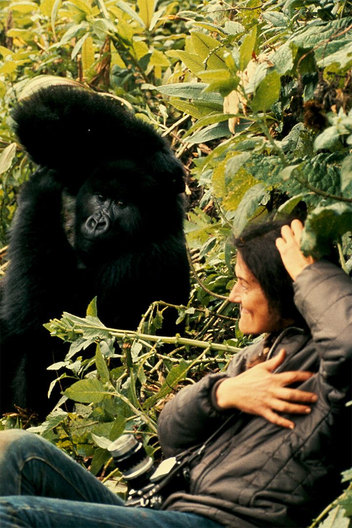 Gorillas In The Mist Vintage Movie Cinema Jigsaw Puzzle