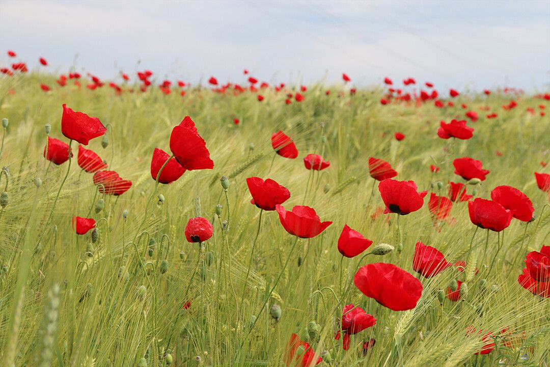 Grass Fields With Red Flowers Art Wall Decor Jigsaw Puzzle