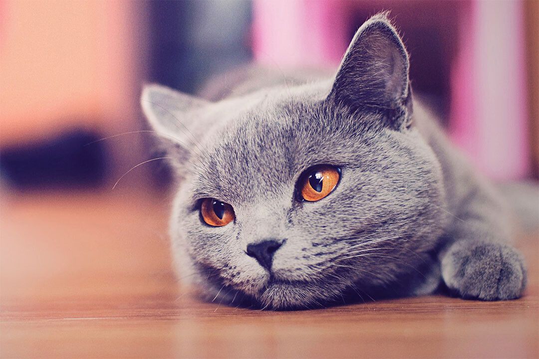 Gray Cat Lying On The Floor Wild Animal Naturel Life Wall Decor Jigsaw Puzzle