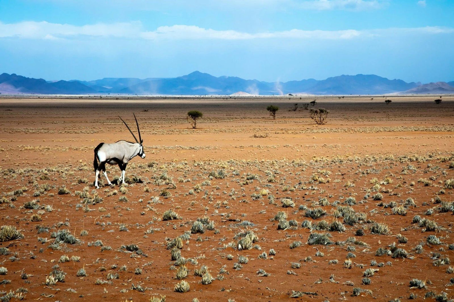 Gray Gemsbok Namib Desert Namibia Southern Africa Nature 300 Piece Jigsaw Puzzle