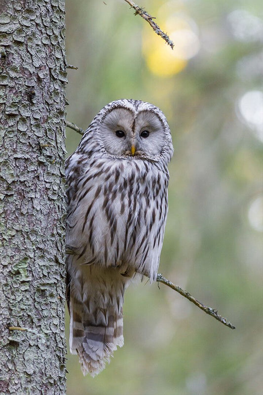 Gray Night Bird Standing On Tree Trunk Art Wall Decor Jigsaw Puzzle