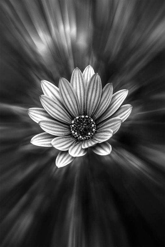 Grayscale Jigsaw Puzzlegraphy Of Petaled Flower Art Wall Decor Jigsaw Puzzle