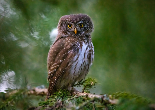 Great Gray Owl Poster Picture Photo Picture Print Spectral Lapland Spruce