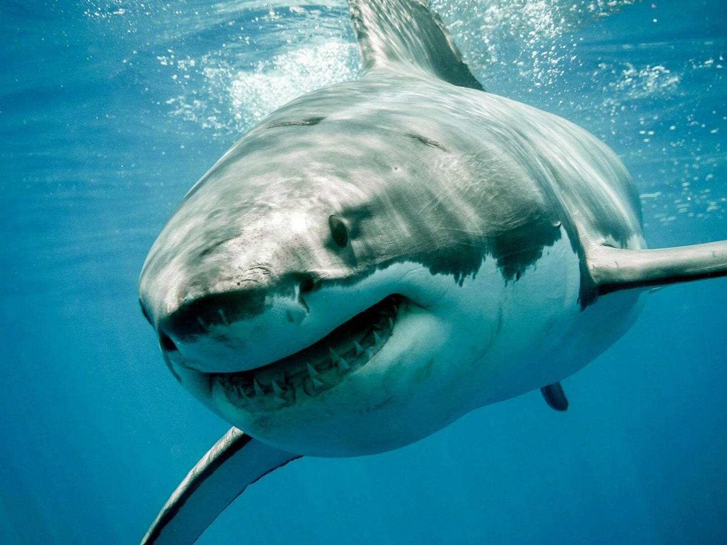 Great White Shark Magnet Picture Magnet Print Ocean Large Jaws Fish