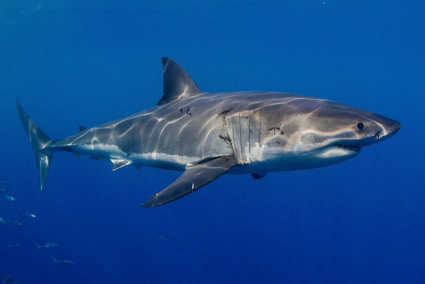 Great White Shark Week Keychain Picture Keychain Print Ocean Large Jaws Fish