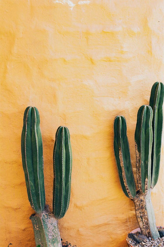Green Cactus And Yellow Background Painting Jigsaw Puzzle