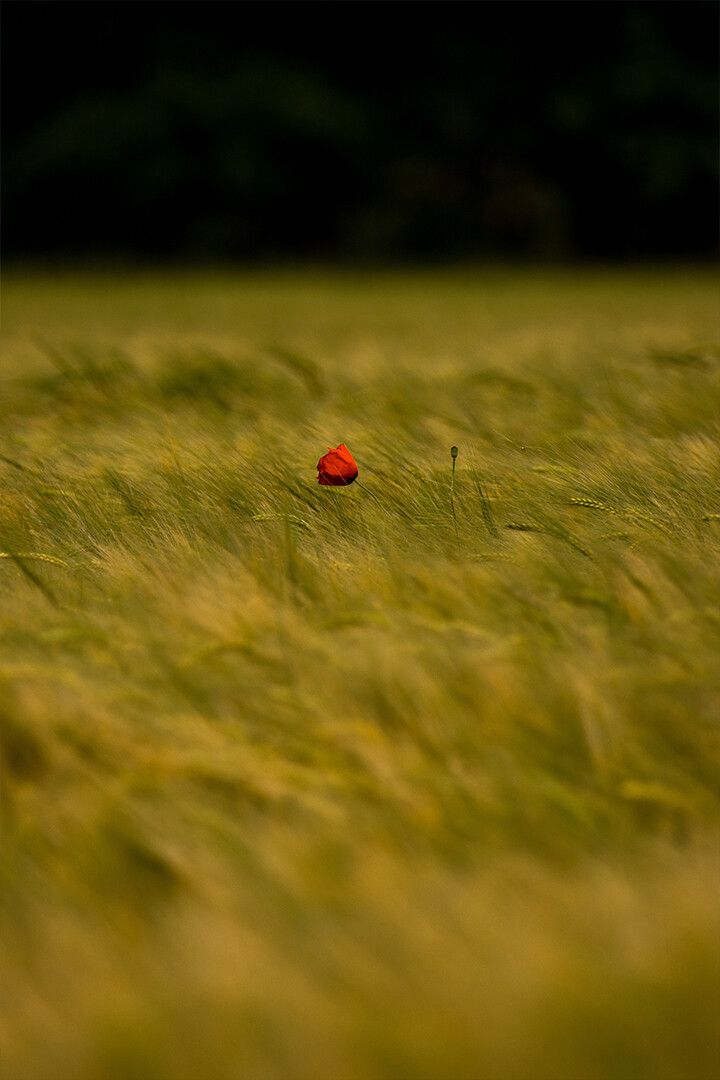 Green Grass With Red Flowers Art Wall Decor Keychain