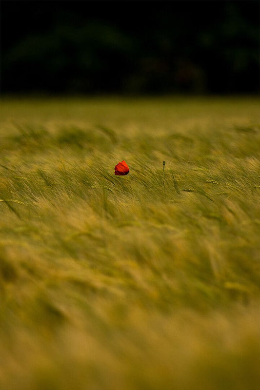 Green Grass With Red Flowers Art Wall Decor Jigsaw Puzzle