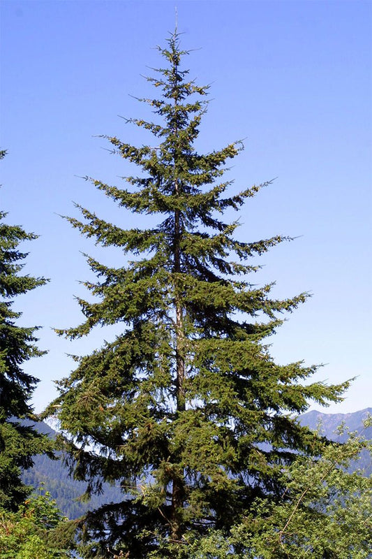 Green Leaves Douglas Fir Tree Nature Painting Jigsaw Puzzle