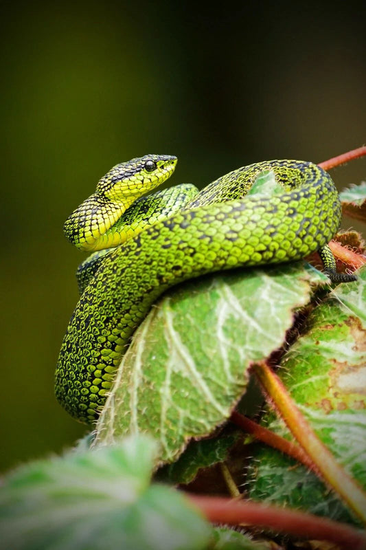 Green Snake Coiling A Leaf Magnet Picture Magnet Banner Viper Reptile